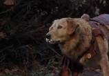 Фильм Король воздуха / Air Bud (1997) - cцена 3